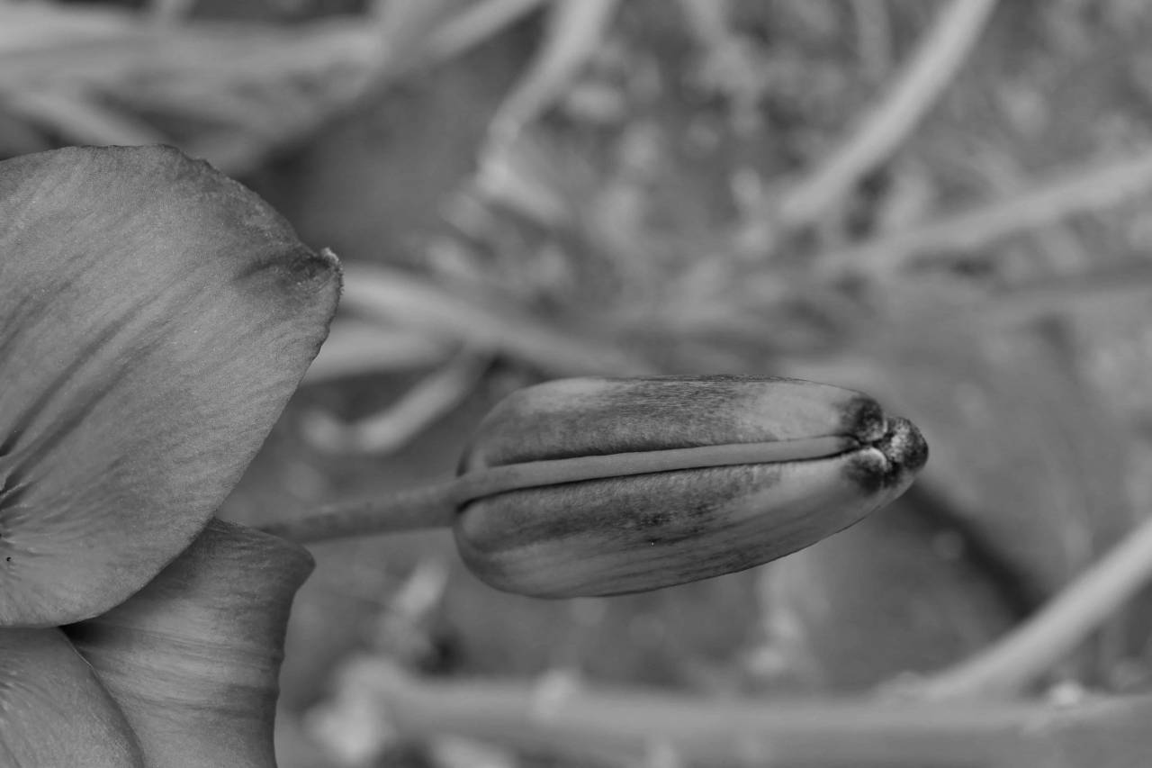 flower lily close bud herb spring garden leaf insect nature  flowers lilies — free black and white photo