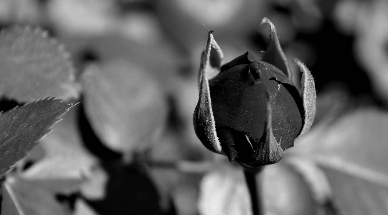 flower rose leaf bud gardening roses flowers garden plant nature kb — free black and white photo