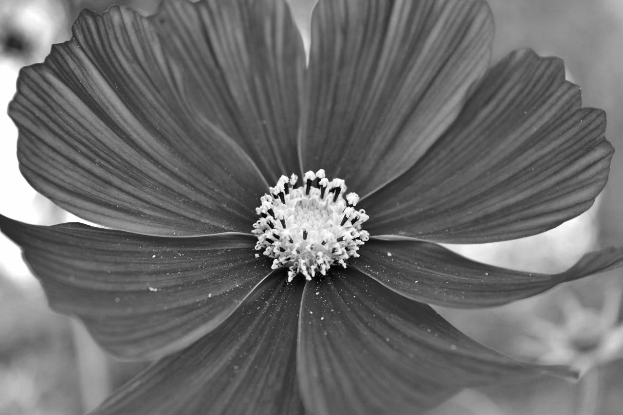 flower summer daisy nature garden plant bright flowers petals vegetation flora petal season — free black and white photo