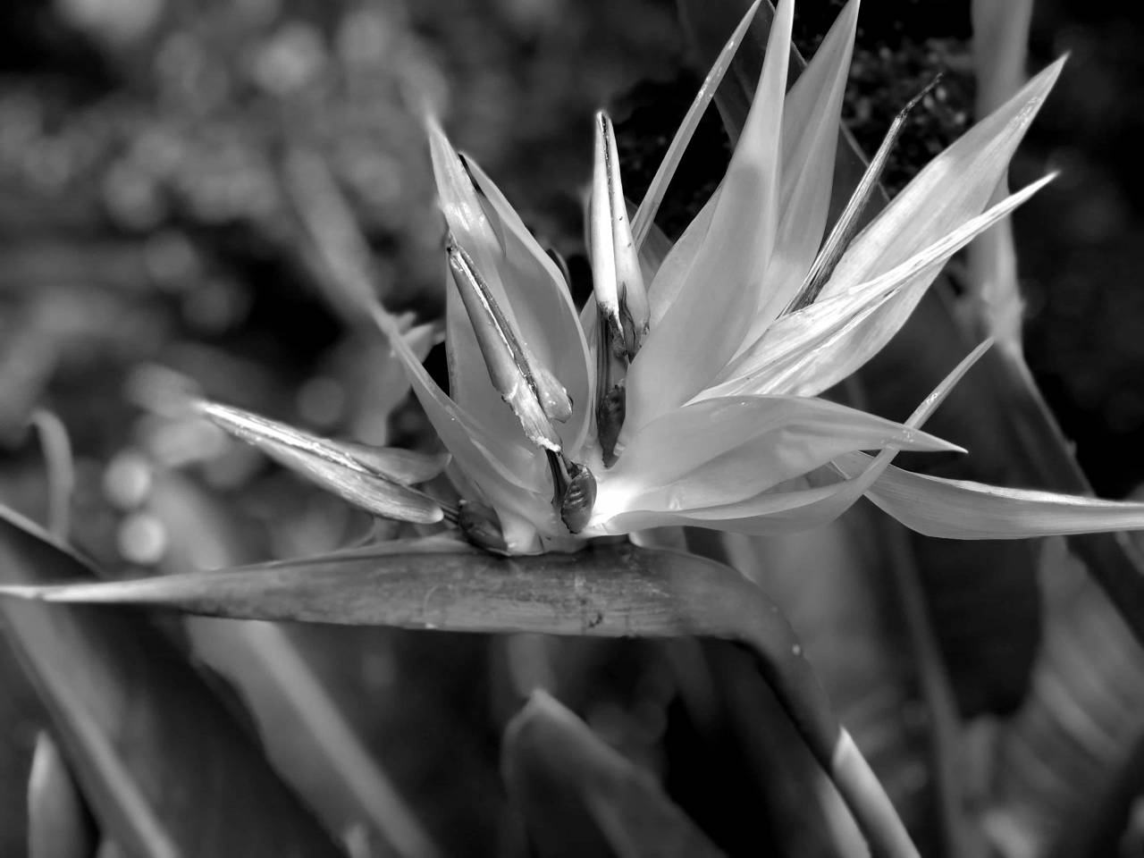 flower tropical garden orange exotic yellow flora plant leaf flowers nature plants  — free black and white photo