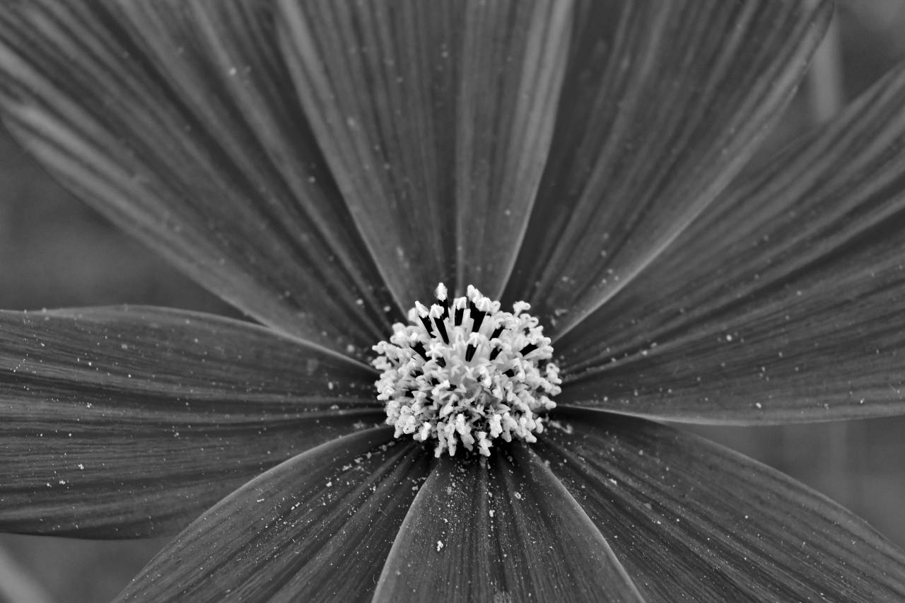 flower wildflower botany wildlife flowers petal bright nature — free black and white photo