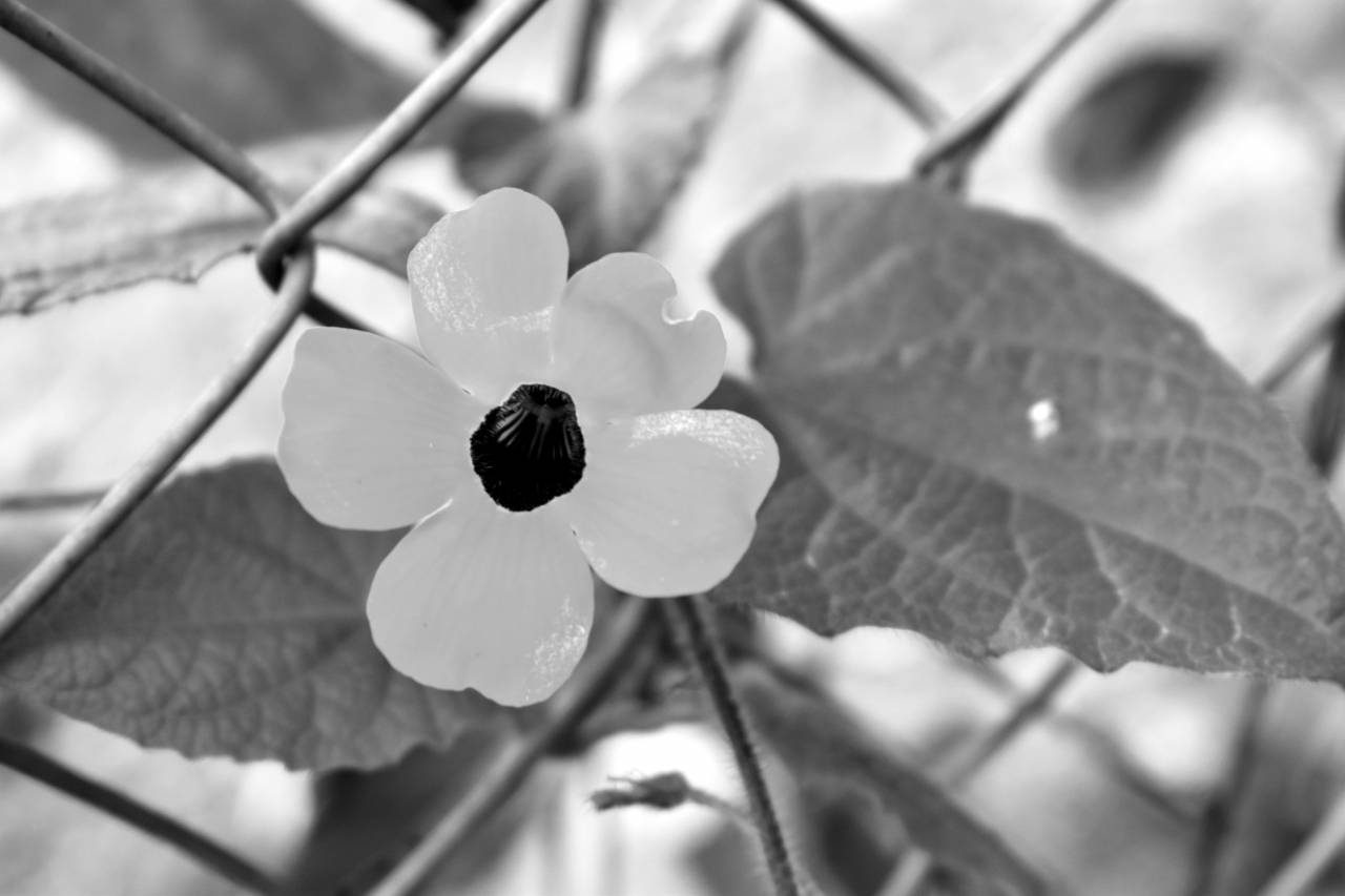  flower  yellow  black  eye  plants  garden  — free black and white photo