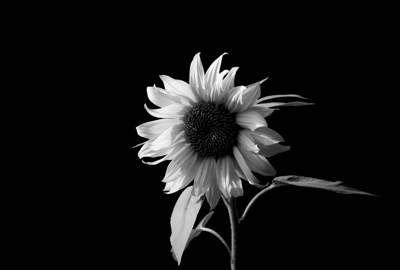   flower  yellow  flora  flowering plant  — free black and white photo