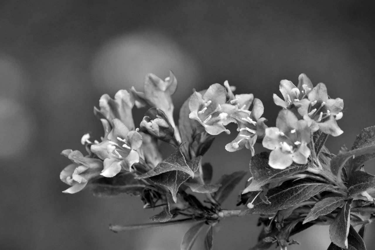 flowers branches leaves pinkish bushes flower spring nature flora garden  — free black and white photo