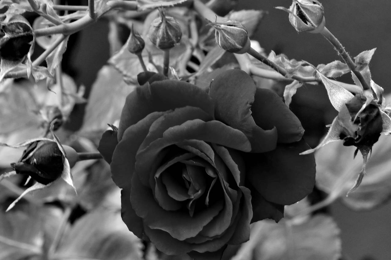 flowers flower garden rose plant leaf horticulture shrub romance  — free black and white photo