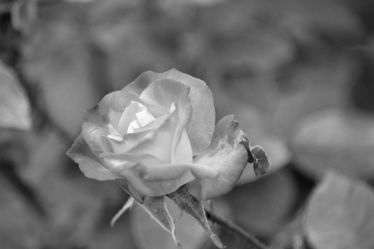 flowers flower yellow bud rose orange garden nature horticulture shrub plant — free black and white photo