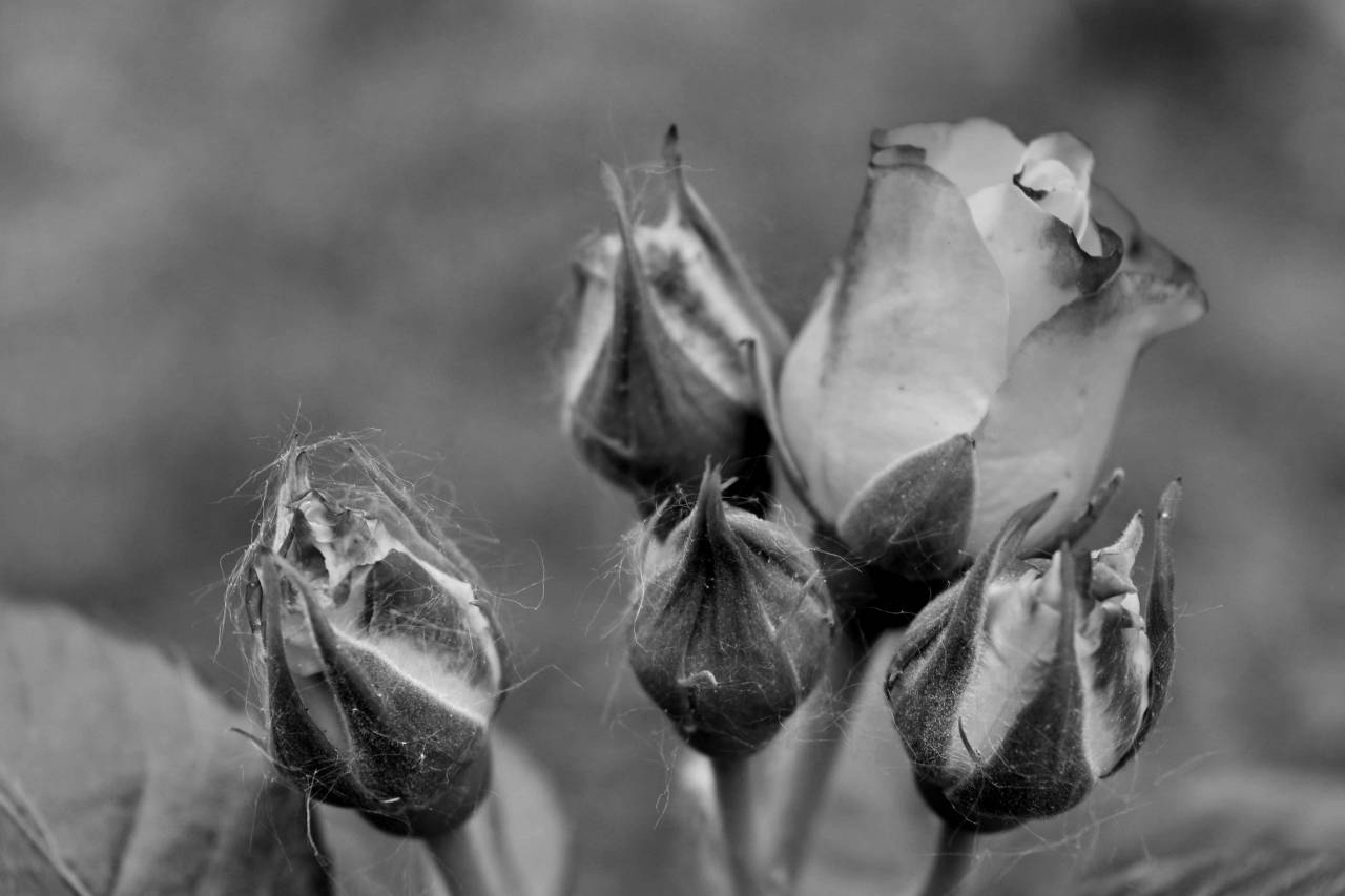 flowers yellow bud roses bright blooming bloom blossom ecology daylight detail horticulture environment  — free black and white photo