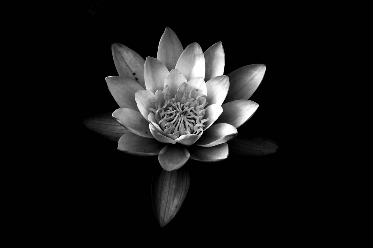   fragrant white water lily  petal  monochrome  — free black and white photo