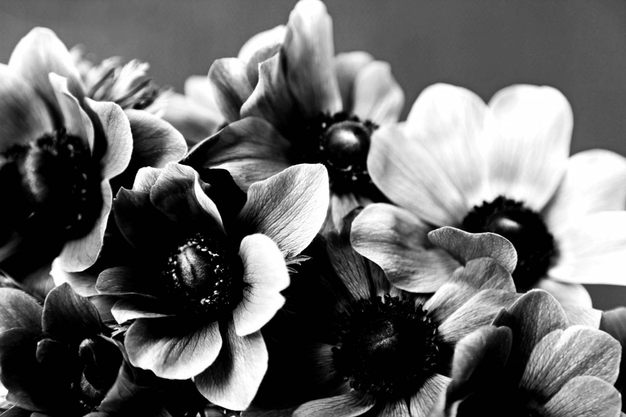 Free Images  anemone, ?flower?, ?flowers?, bouquet, ?black?  — free black and white photo