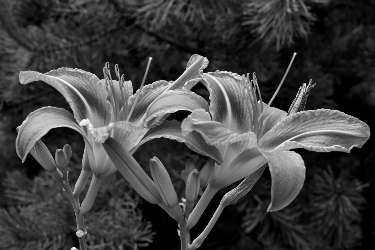 garden close flower lily pistil petals nature plant flora kb — free black and white photo