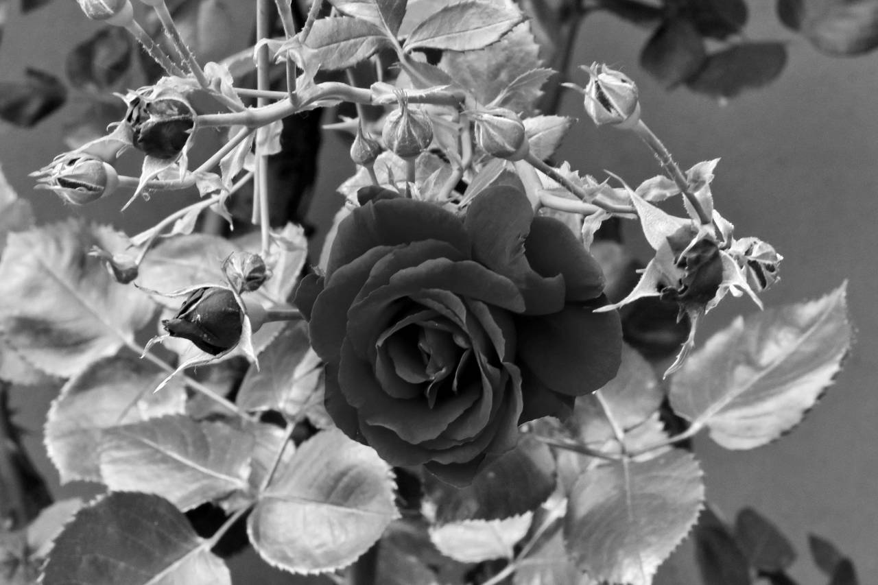 garden flowers flower rose sunshine leaf shrub flora nature  roses — free black and white photo