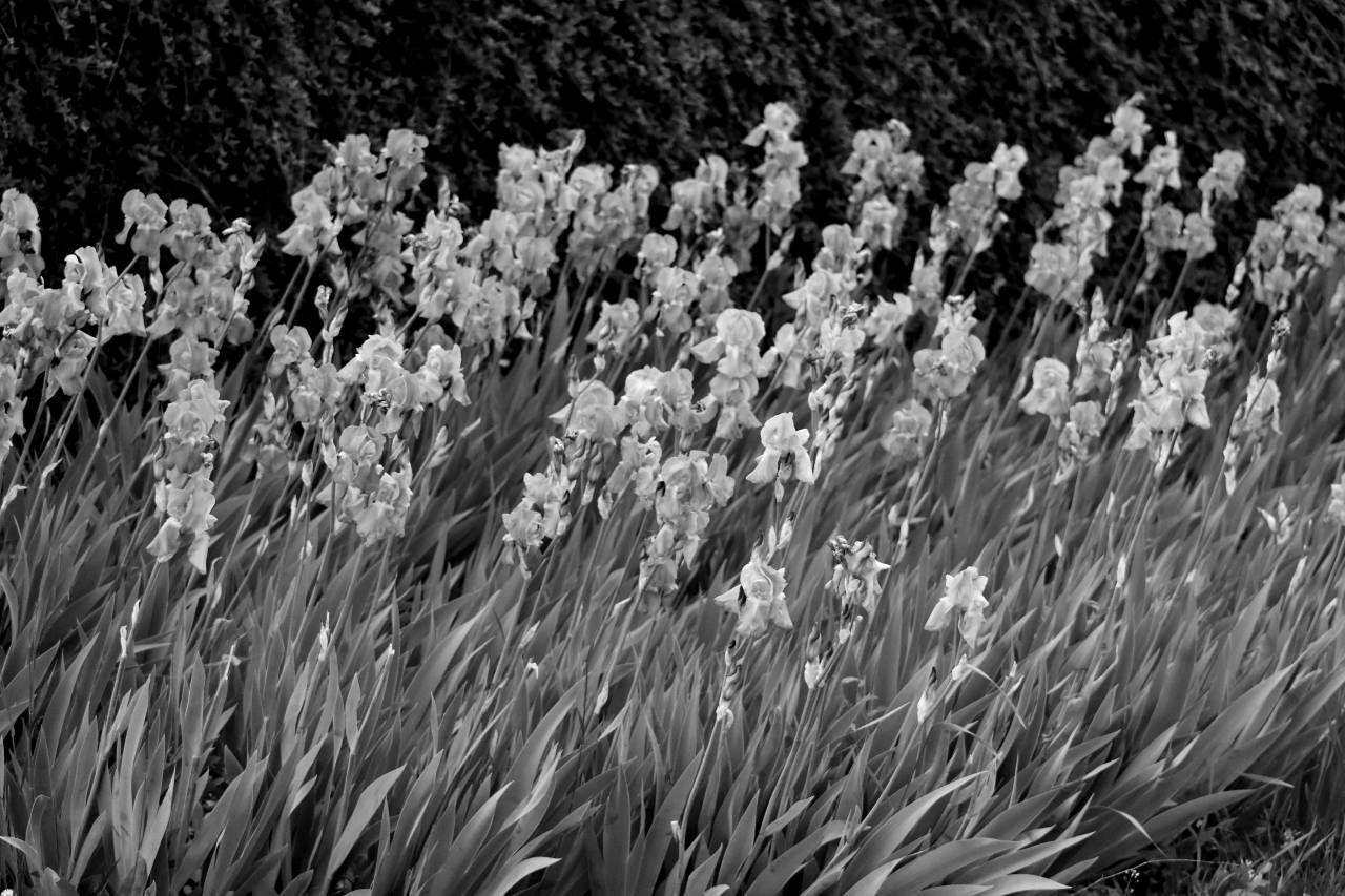 iris flower plant summer garden flora nature spring herb flowers purple purplish focus outdoors — free black and white photo