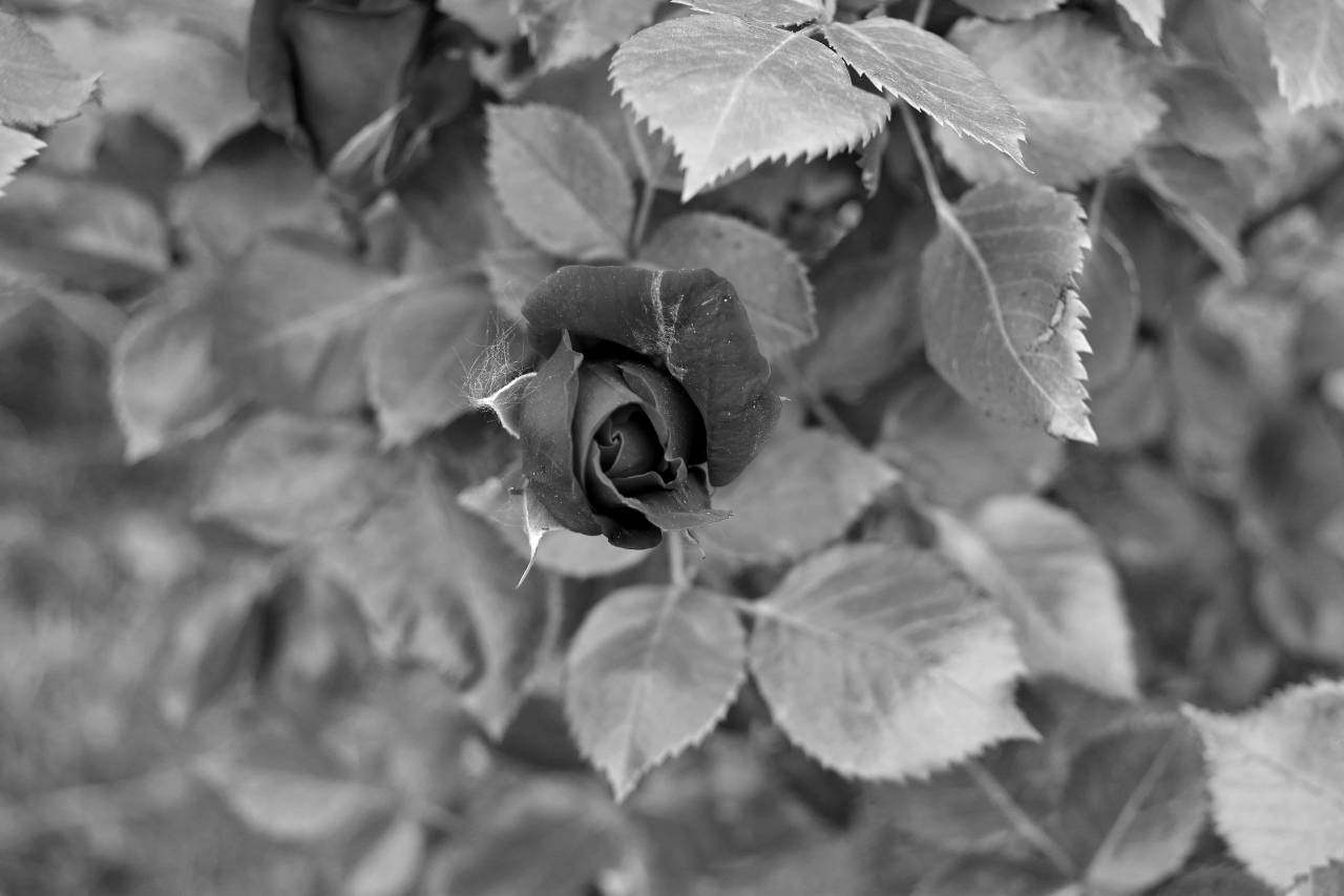 leaf rose bud vegetation plant nature green petal flora flower kb — free black and white photo