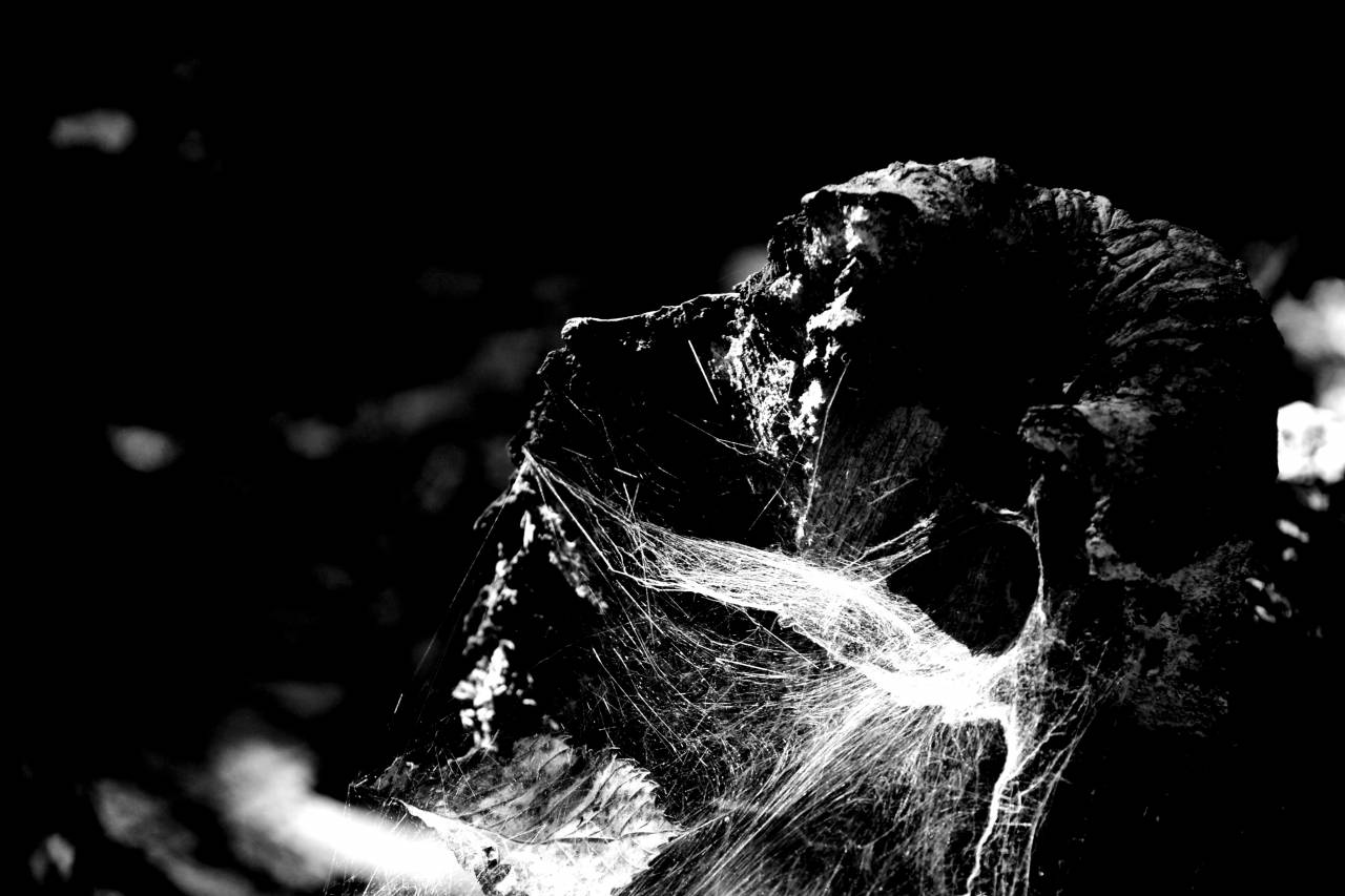   light  black and white  flower  darkness  — free black and white photo