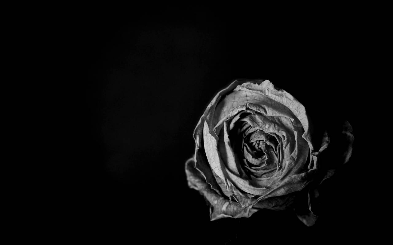   light  black and white  flower  petal  — free black and white photo