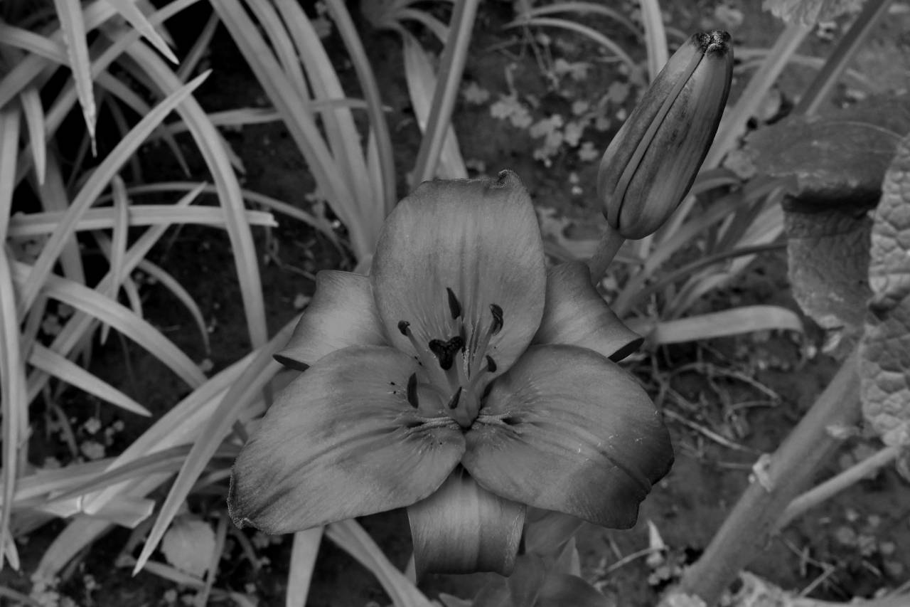 lily flower leaf grass nature bright summer outdoors garden kb — free black and white photo