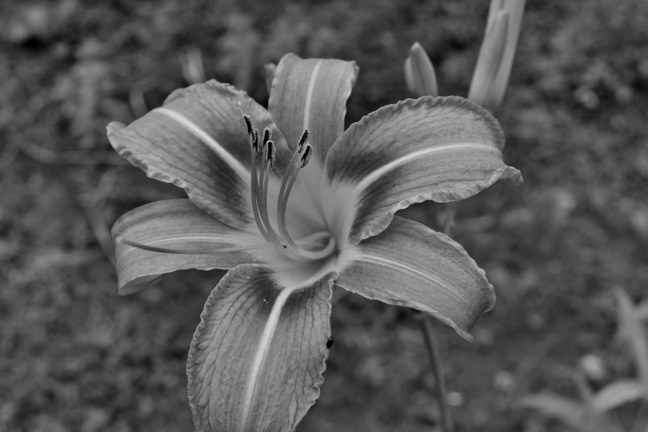 lily leaf flower grass plant nature flora outdoors bright summer  — free black and white photo