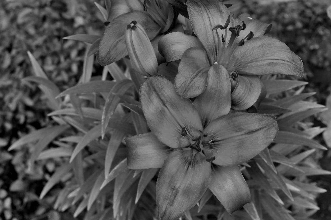 lily petals pistil flower leaf blossom nature reddish summer garden kb — free black and white photo