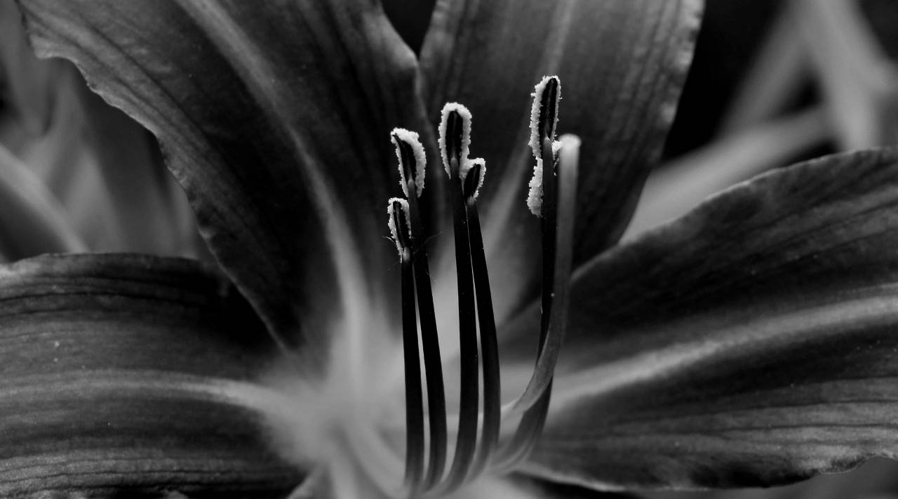 lily pistil macro flower nature petal plant garden summer — free black and white photo