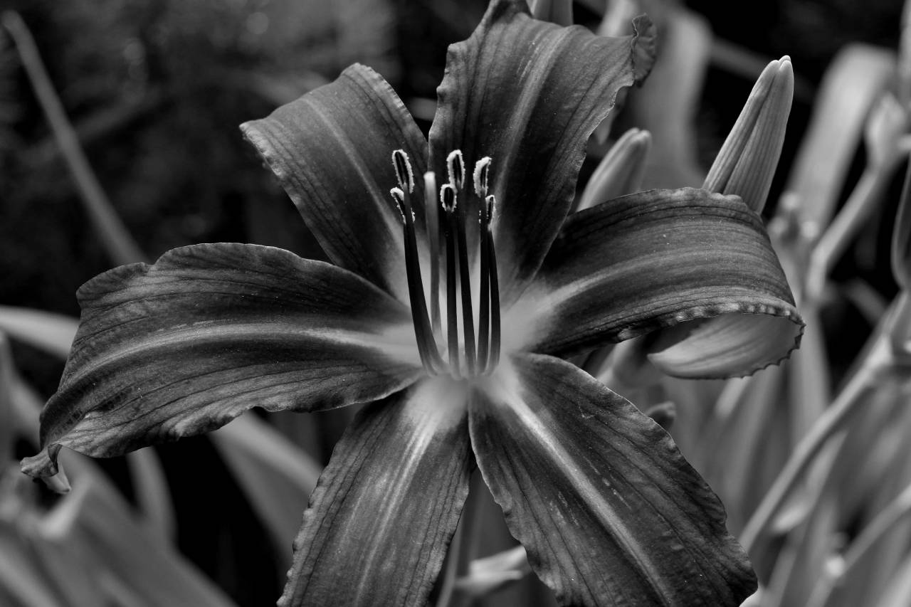 lily pistil pollen petals flowers flower summer plant leaf nature kb — free black and white photo