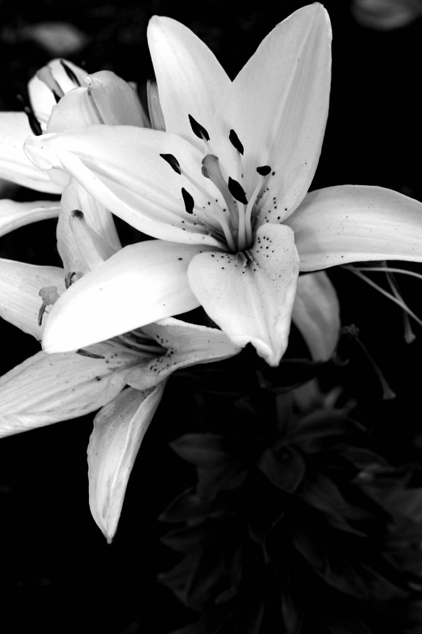   love  beautiful  nature lovers  friends  — free black and white photo
