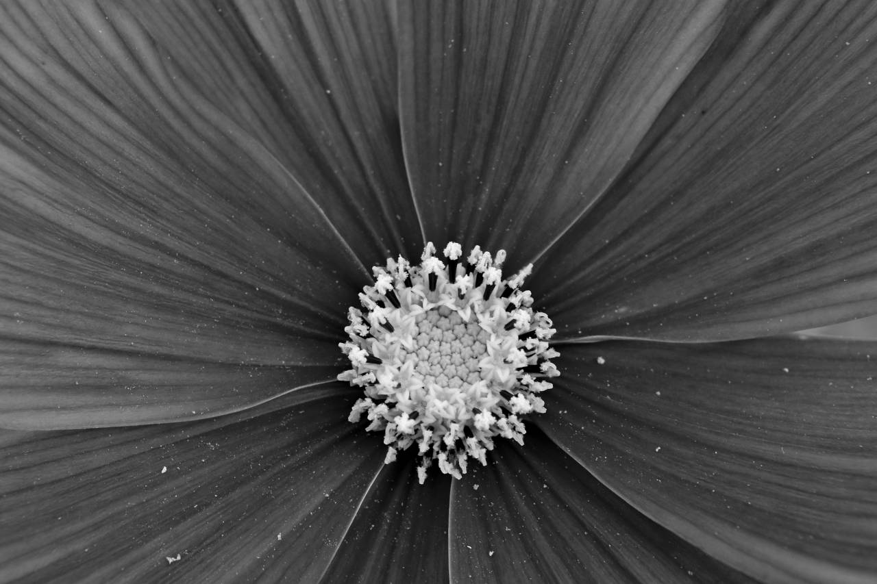 macro bright flower nature plant flora summer blooming petal gambar bunga flowers plants  — free black and white photo