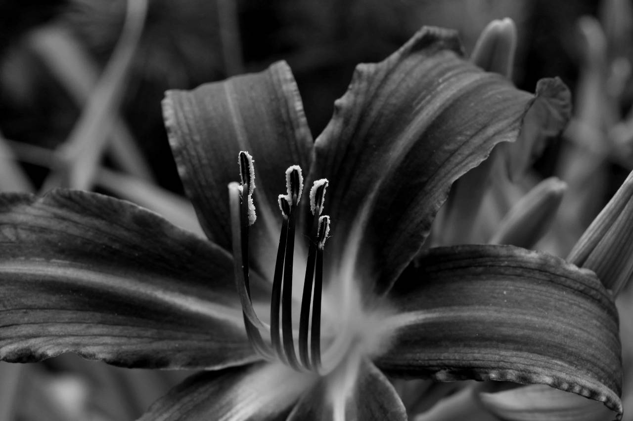 macro lily organism flower flowers summer nature petal blossom bunga  indah gambar yang bakung — free black and white photo