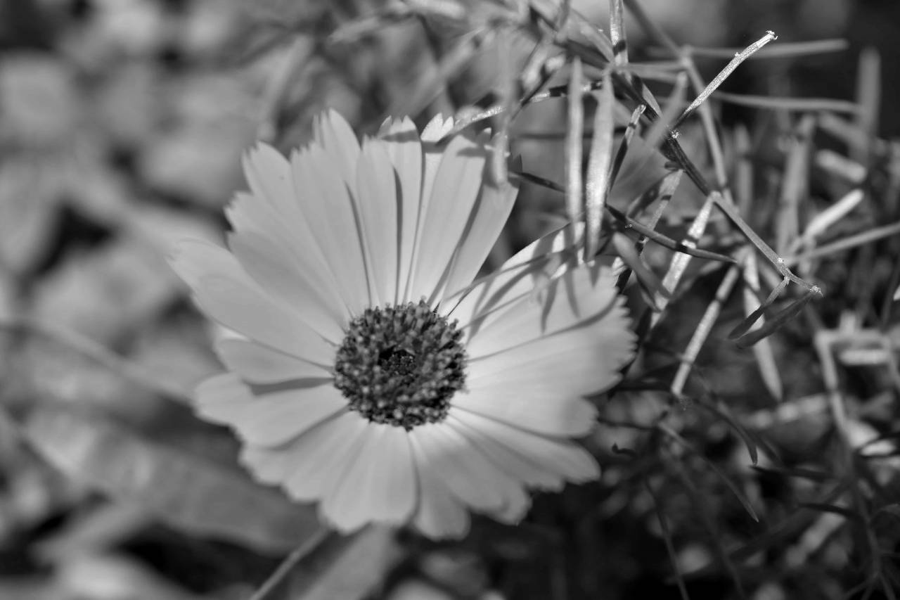 meadow flower bright garden daisy flora plant petal blossom — free black and white photo