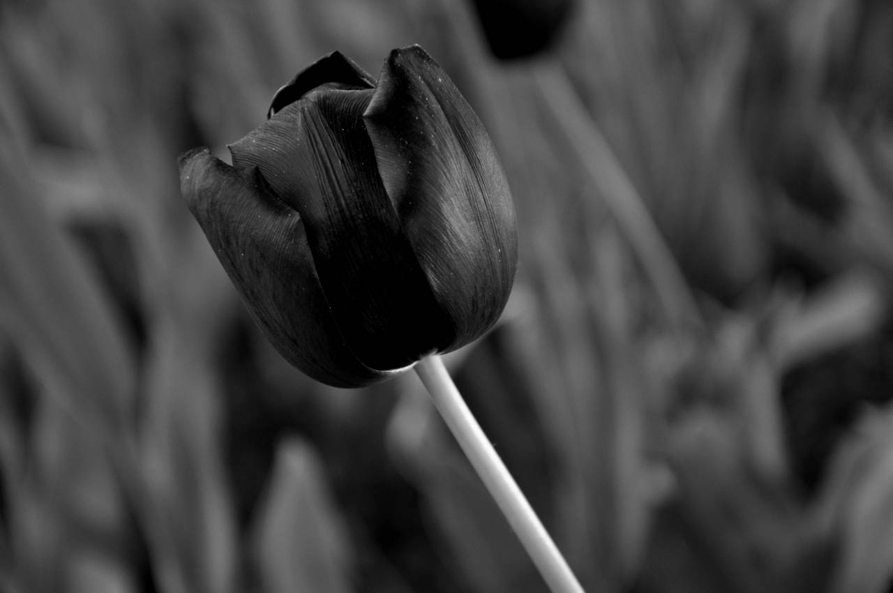  — free black and white photo