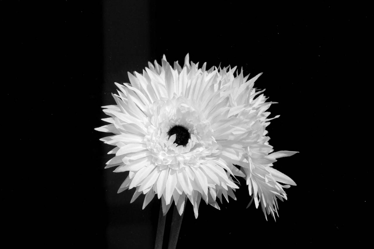   nature  black and white  flower  petal  — free black and white photo