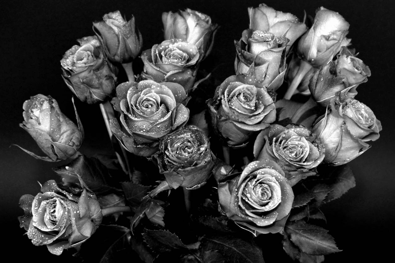   nature  black and white  petal  romance  — free black and white photo