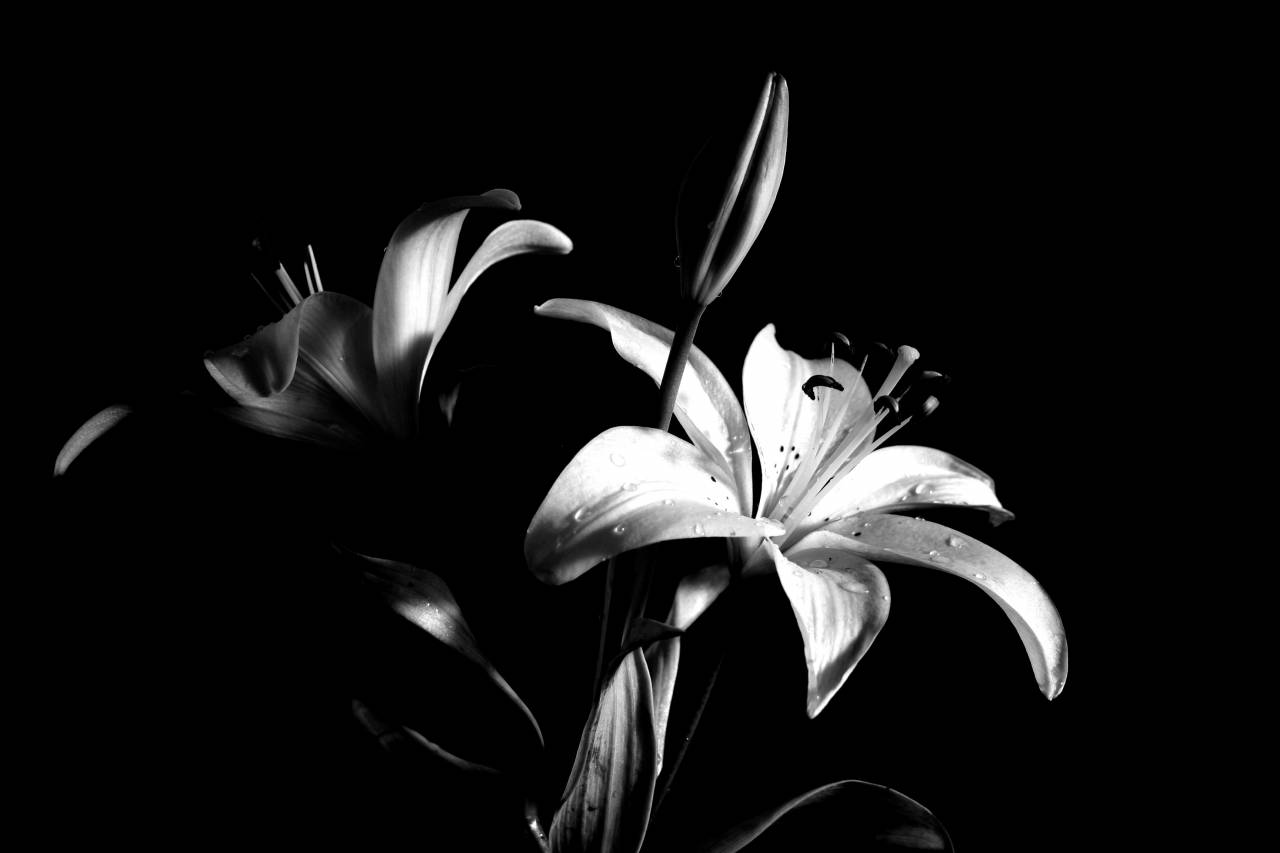   nature  blossom  black and white  flower  — free black and white photo