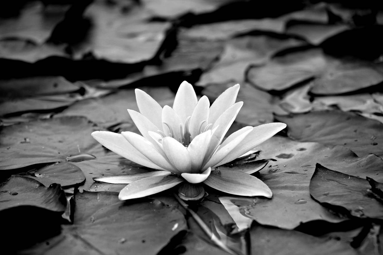   nature  blossom  black and white  leaf  — free black and white photo