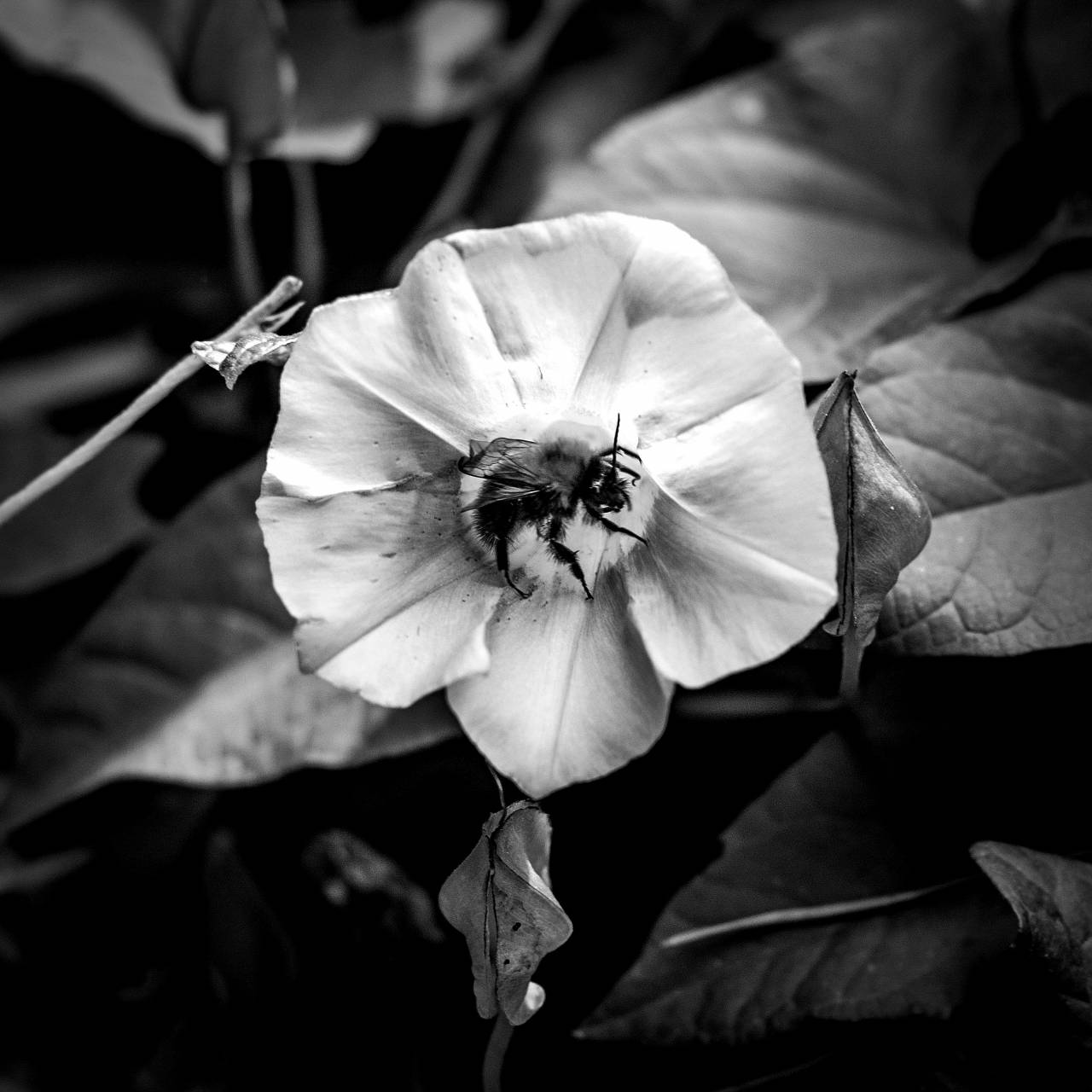   nature  blossom  black and white  leaf  — free black and white photo