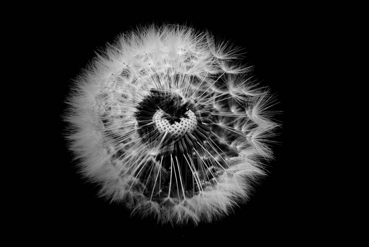   nature  blossom  black and white  meadow  — free black and white photo
