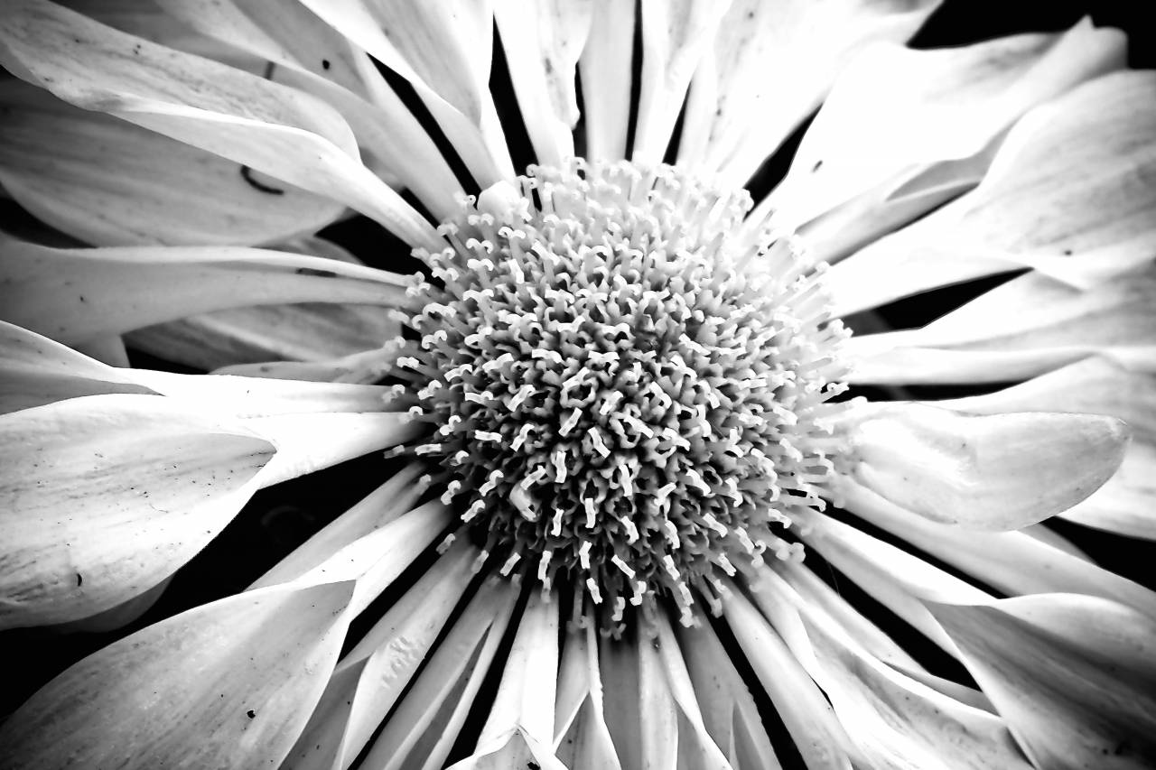  nature  blossom  black and white  petal  — free black and white photo