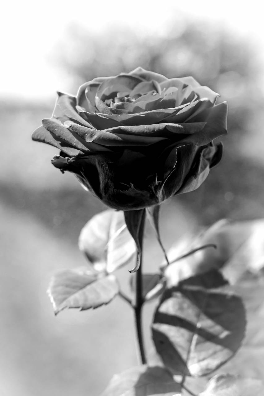   nature  blossom  black and white  sweet  — free black and white photo
