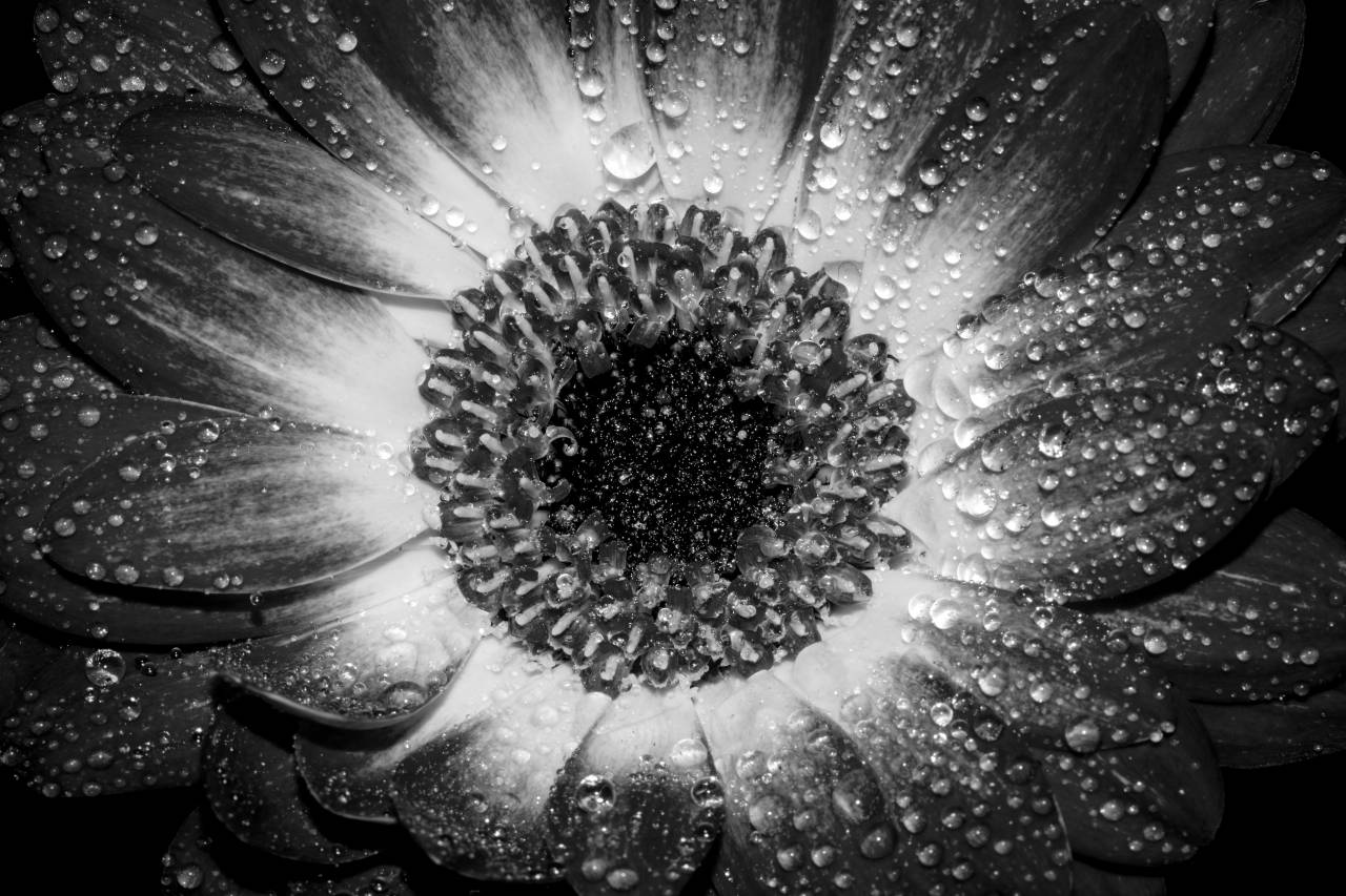   nature  blossom  dew  flower  petal  bloom  — free black and white photo