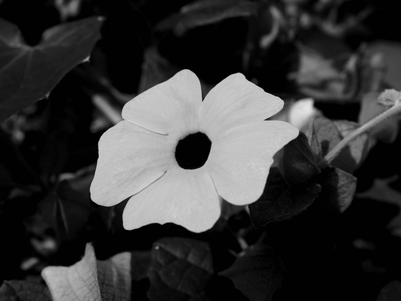   nature  blossom  hole  flower  petal  bloom  — free black and white photo