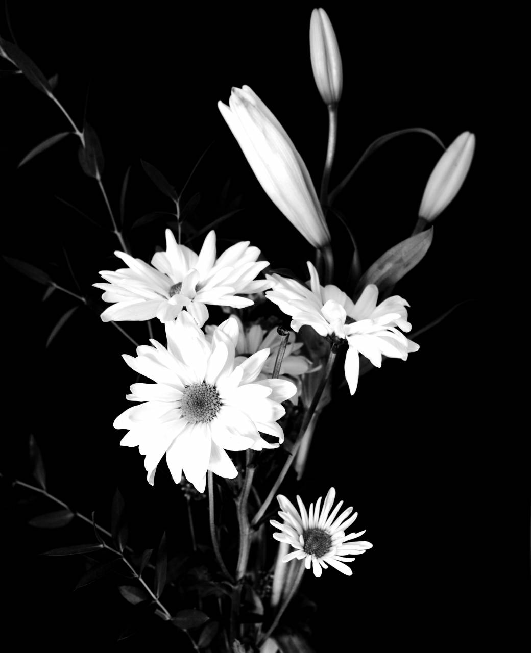   nature  branch  blossom  black and white  — free black and white photo