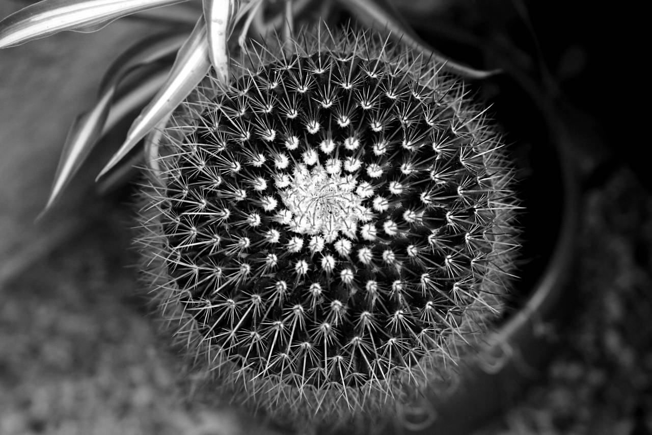   nature  cactus  sharp  black and white  — free black and white photo