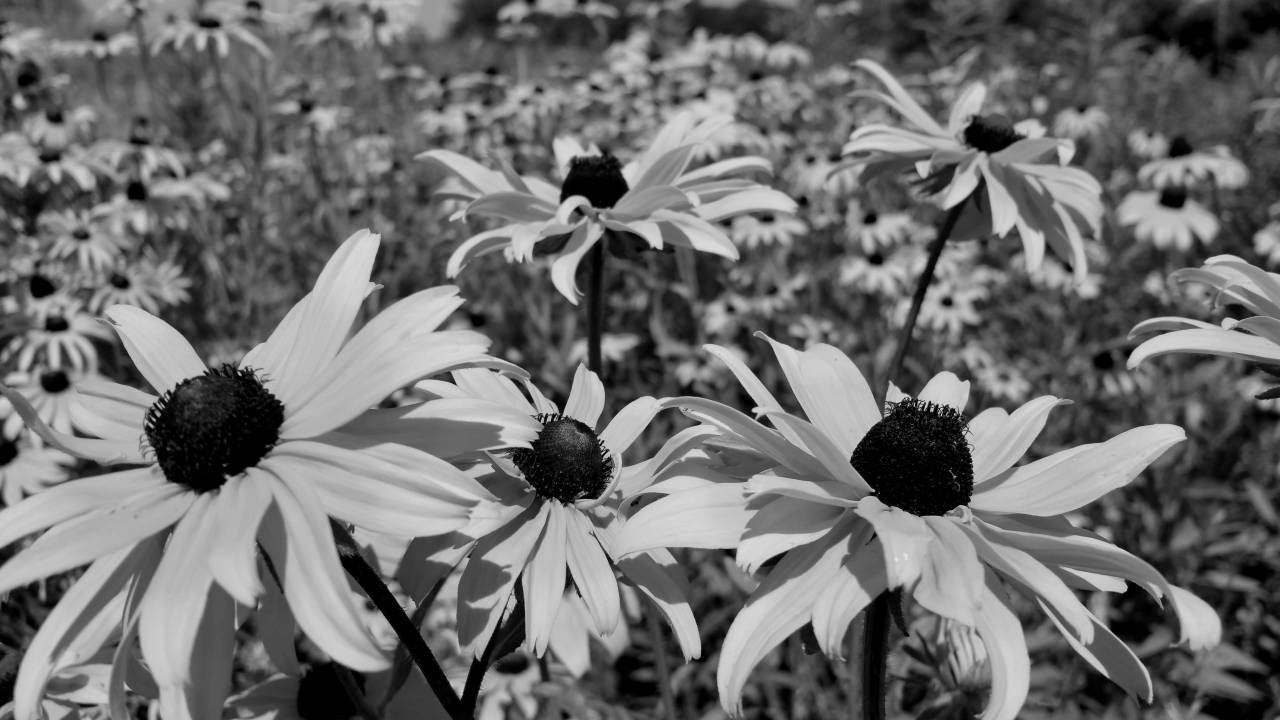   nature  grass  outdoor  blossom  growth  — free black and white photo