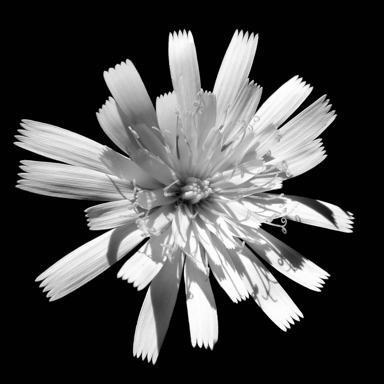   nature  light  petal  spring  herb  contrast  — free black and white photo