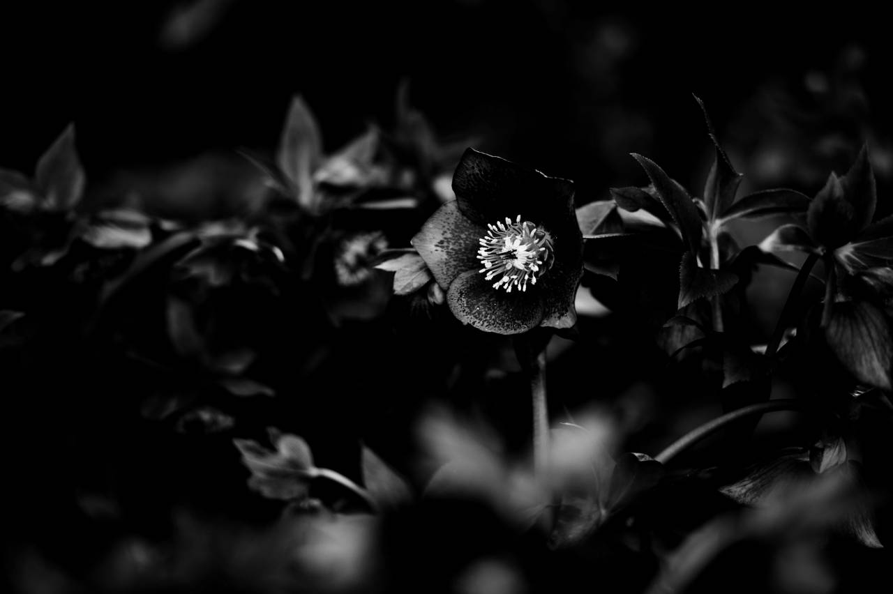   nature  light  sunlight  leaf  flower  petal  — free black and white photo