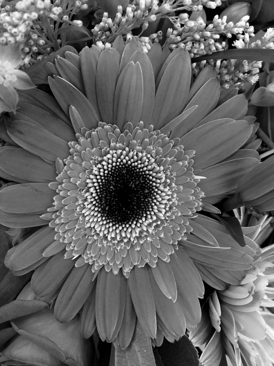   nature  petal  orange  spring  yellow  flora  — free black and white photo
