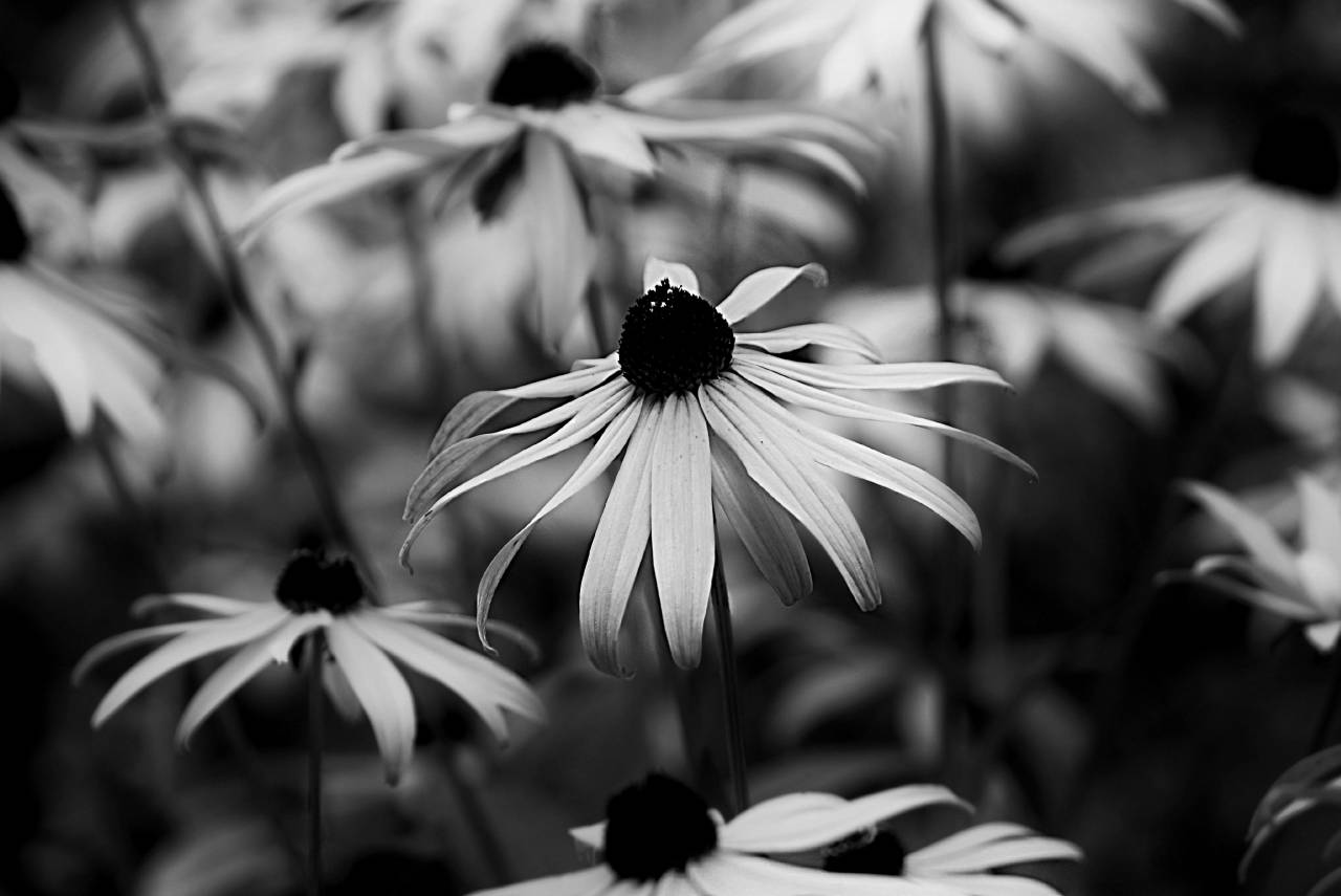   nature  sunset  sunlight  leaf  flower  — free black and white photo