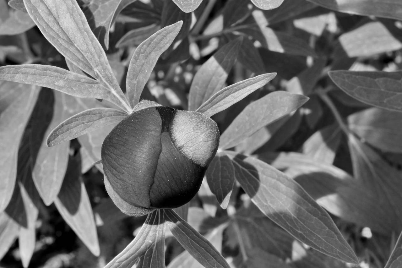peony bud flower garden leaf nature fruit tree bright flora summer flowering benefits kb health — free black and white photo