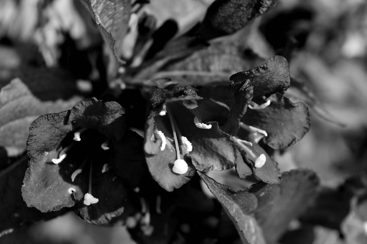 petal flora leaf plant garden shrub blossom nature flower summer  — free black and white photo