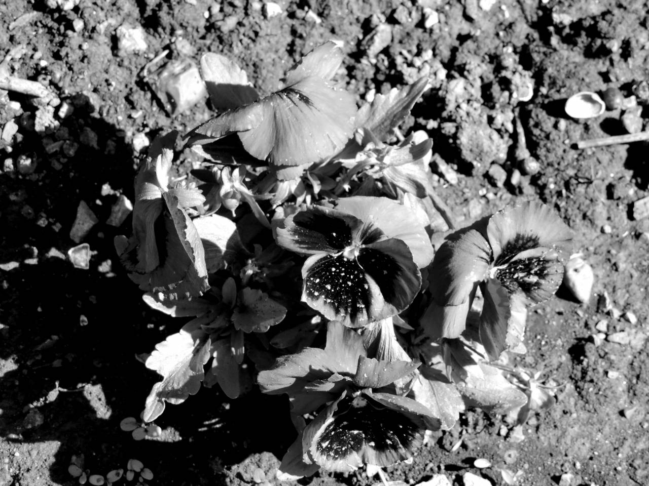 petunia flower garden flowers herb petal viola blossom nature  — free black and white photo