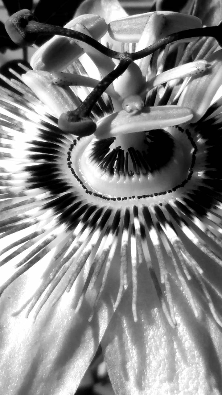 pistil flower close garden nature flora tropical upclose flowers  kb — free black and white photo